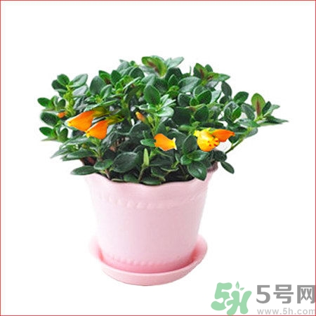 金鱼吊兰为什么掉叶子呀,金鱼吊兰 掉叶子