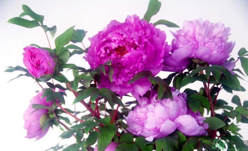 各色牡丹花花语,牡丹的花语是什么呀