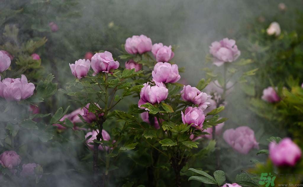 牡丹的生长,牡丹的外形和特点是什么?