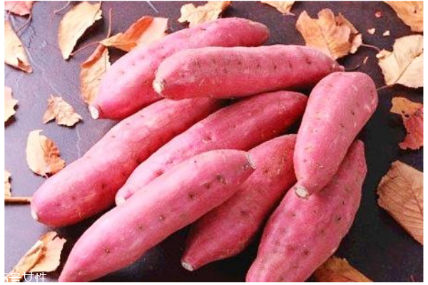 小香薯和紫薯的区别,红薯和香薯有什么区别