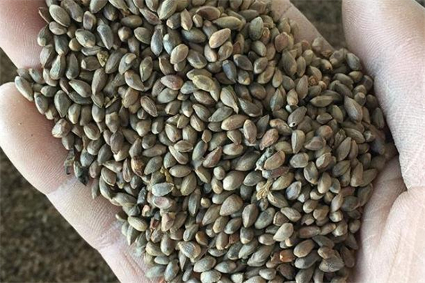 柏树籽枕头,柏树籽怎么做枕头视频