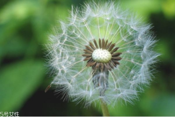 喉咙疼喝蒲公英有用吗,喉咙痛能喝蒲公英吗