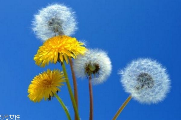 长期喝蒲公英的好处,长期喝蒲公英有什么好处和坏处 长期喝蒲公英的好处,长期喝蒲公英有什么好处和坏处
