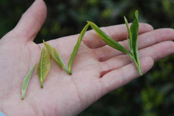 金骏眉银骏眉正山小种区别,金骏眉属于正山小种吗