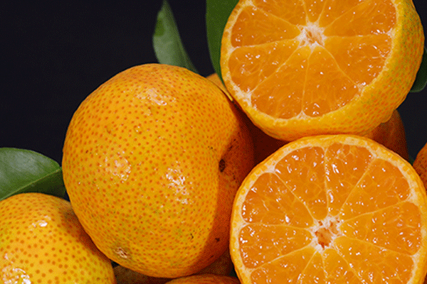 橘子可以微波炉加热吗,微波炉能不能热橘子