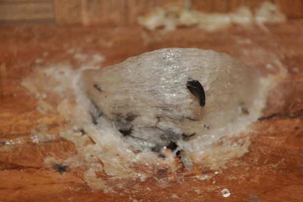 草燕窝是什么样子的,燕窝是啥样子图片