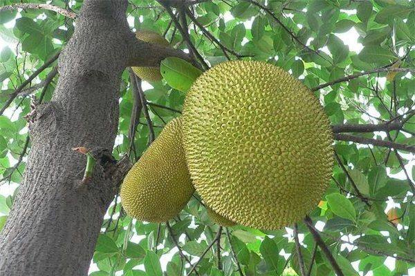 菠萝的吃法注意事项,怎么吃菠萝蜜才正确吃