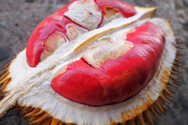 打开的榴莲可以放冰箱几天,榴莲可以放冰箱几天不坏 打开的榴莲可以放冰箱几天,榴莲可以放冰箱几天不坏