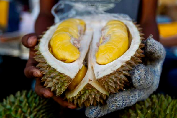 榴莲市场价格多少钱一斤,榴莲批发多少钱一斤 榴莲市场价格多少钱一斤,榴莲批发多少钱一斤