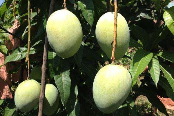 凯特芒果的功效和作用,凯特芒果的功效和禁忌