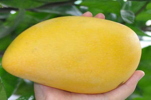 什么时候吃芒果最好吃,什么时候吃芒果最好?