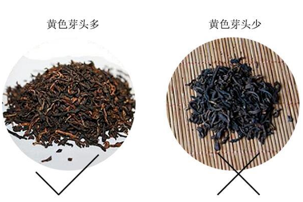 如何挑选小青柑普洱茶,小青柑普洱茶好吗 如何挑选小青柑普洱茶,小青柑普洱茶好吗