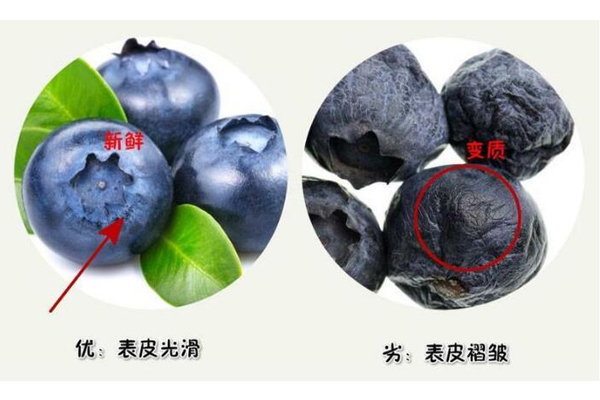 蓝莓表皮白色的是什么,蓝莓长啥样