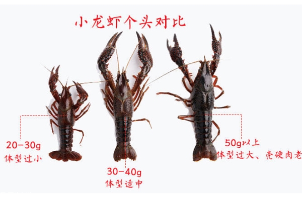 大龙虾一般多重,一只小龙虾多重