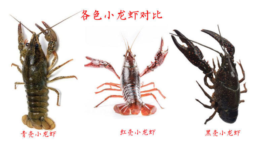 小龙虾是什么颜色,小龙虾颜色深的好还是浅的好