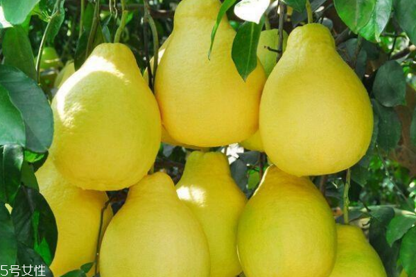 柚子怎么挑选才甜,柚子怎么挑选