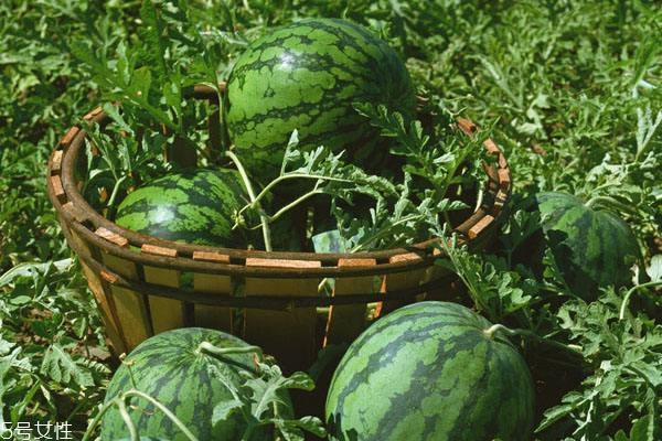 西瓜怎么挑选,西瓜怎么挑选才好吃又甜