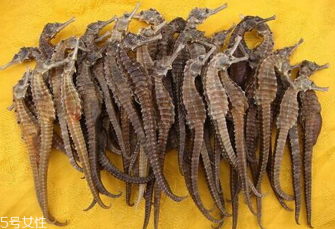 海马的食用价值,海马的营养价值