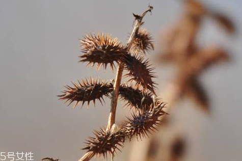 苍耳子泡脚的功效和作用及禁忌,苍耳子泡脚的功效和作用