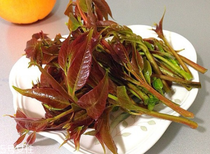 香椿适合哪些人吃,香椿哪些人不能吃