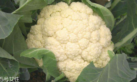 花椰菜会开花吗,花椰菜开花了还能吃吗