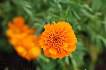 叶黄素被誉为什么,叶黄素的主要作用