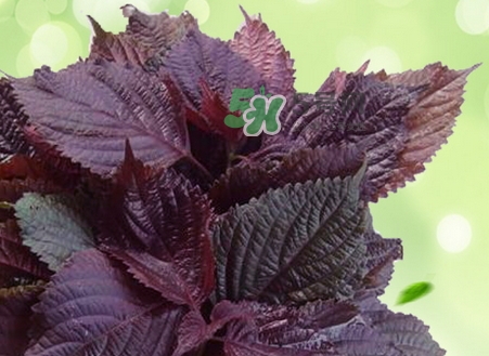 每天紫苏叶泡脚,紫苏叶煮水泡脚 每天紫苏叶泡脚,紫苏叶煮水泡脚