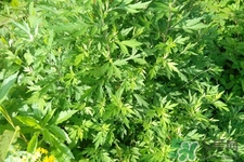 艾草是凉性的吗,艾草是寒凉的吗