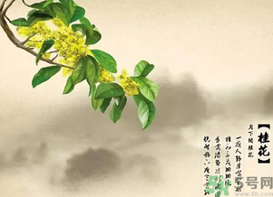 桂花酒的功效和作用,桂花酒的功效和作用及食用禁忌