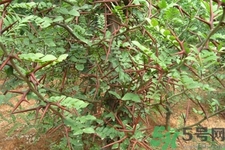 皂角刺的作用和功效,皂角刺的作用和功能主治 皂角刺的作用和功效,皂角刺的作用和功能主治