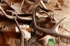 鹿角霜的作用和功效,鹿角霜的作用和功效禁用