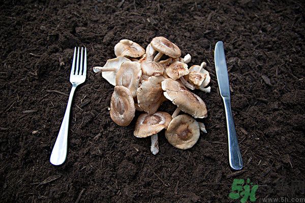 菇类营养价值及功效,菇类营养价值高吗 菇类营养价值及功效,菇类营养价值高吗