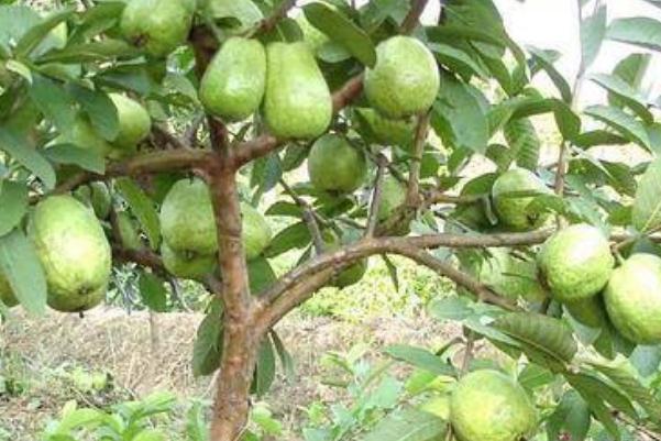 孕妇吃番石榴的好处和坏处,孕妇能不能吃番石榴, 番石榴的好处