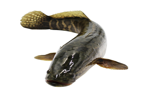 黑鱼身上的粘液怎么洗干净,黑鱼身上的粘液要不要去除 黑鱼身上的粘液怎么洗干净,黑鱼身上的粘液要不要去除