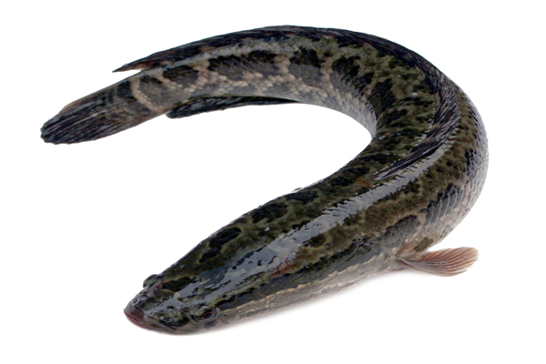 黑鱼营养高还是鲫鱼高,黑鱼好还是鲫鱼好