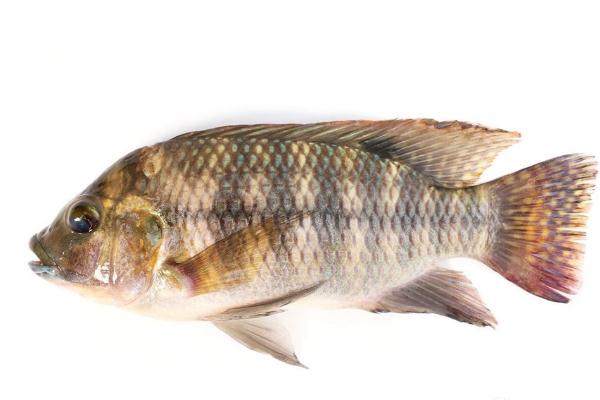 罗非鱼可以清蒸吗,罗非鱼可以清蒸吗a