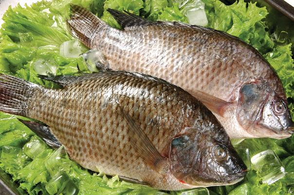 痛风可以吃罗非鱼吗,痛风能吃鱼吗?