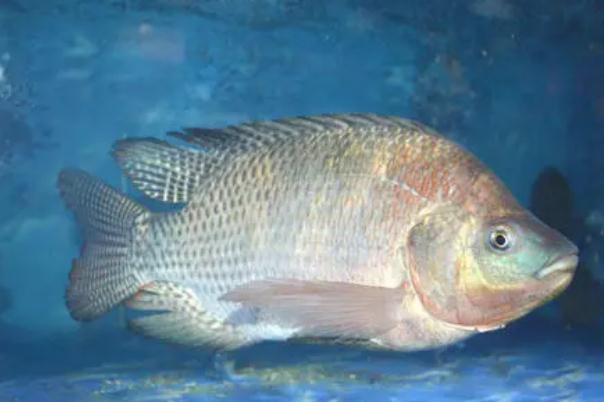 吃罗非鱼对肾不好,长期吃罗非鱼对身体有什么影响