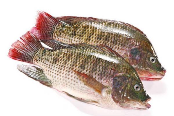 吃罗非鱼会胖吗,减肥可以吃罗非鱼吗