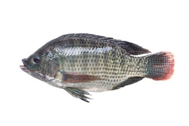 罗非鱼是深海鱼吗?,罗非鱼是海鱼吗是深海鱼吗 罗非鱼是深海鱼吗?,罗非鱼是海鱼吗是深海鱼吗