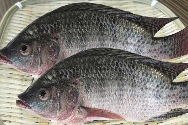 罗非鱼刺多不多,罗非鱼有刺吗刺多吗