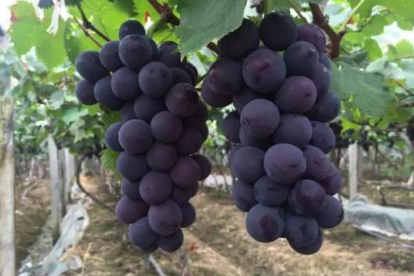 巨峰葡萄的含糖量是多少,巨峰葡萄含糖量高吗