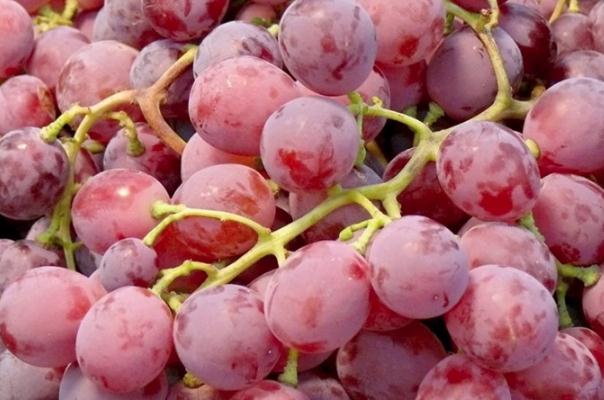 提子皮的营养价值,提子皮的功效和作用