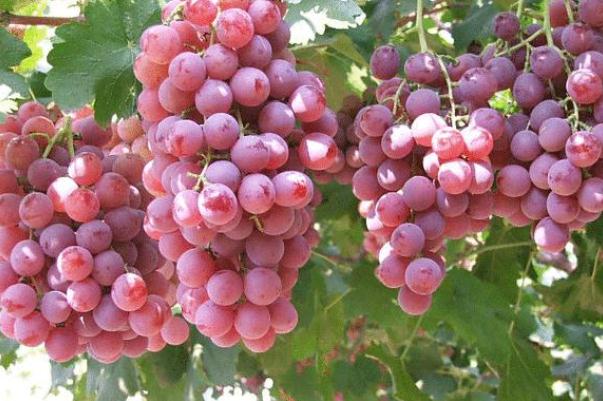 红提上火还是去火,红提上火还是下火