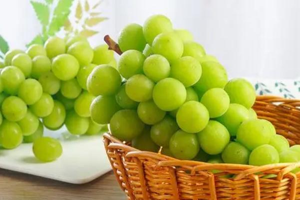 青提葡萄可以吃皮吗,青葡萄皮能吃吗