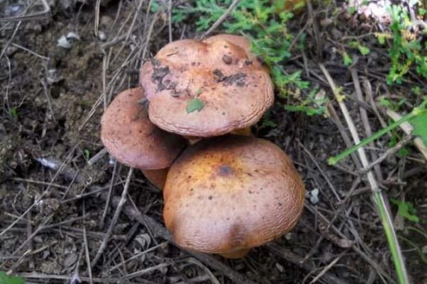 松蘑菇怎么做好吃还简单,蘑菇怎么做最好吃