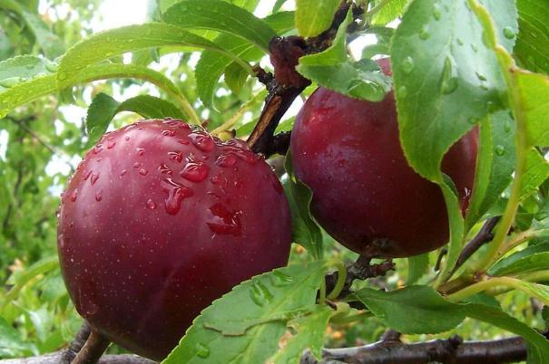 女人来月经能吃李子吗,来月经能吃李子吗