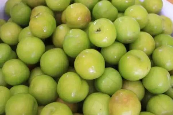 血糖高能吃李子吗?,血糖高能吃李子吗水果 血糖高能吃李子吗?,血糖高能吃李子吗水果