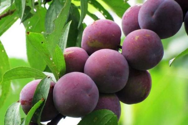 李子伤胃还是养胃,李子吃多了胃难受怎么解决