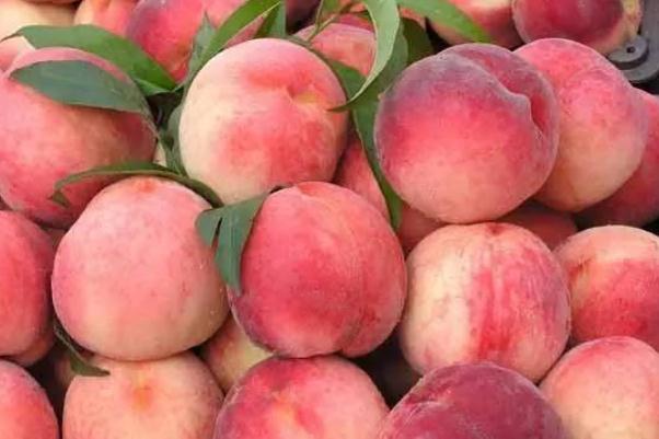 水蜜桃降火吗,水蜜桃上火吗